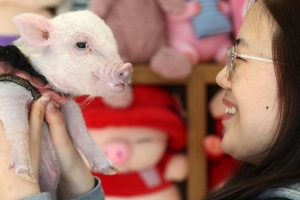 복스럽구나 아기 돼지야