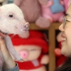 복스럽구나 아기 돼지야
