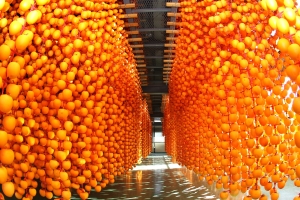 조선시대 임금 진상품, 경남 함안 곶감 축제 12~13일