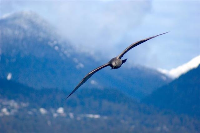 항공공학자와 동물학자가 공동연구를 통해 갈매기가 먼 거리를 안정적으로 날 수 있는 방법을 밝혀냈다. 캐나다 브리티시컬럼비아대(UBC) 제공