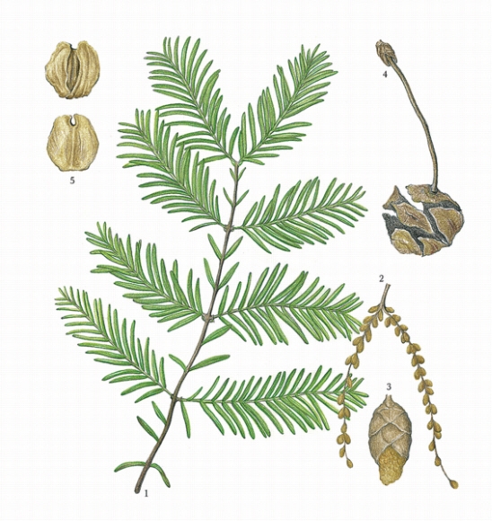 메타세쿼이아 ①잎이 달린 가지, ②③꽃, ④구과, ⑤종자.