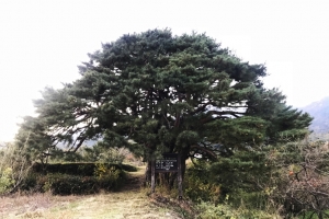 11그루 소나무가 1그루 처럼 보이는 하동 ‘십일천송’, 국가산림문화자산 지정