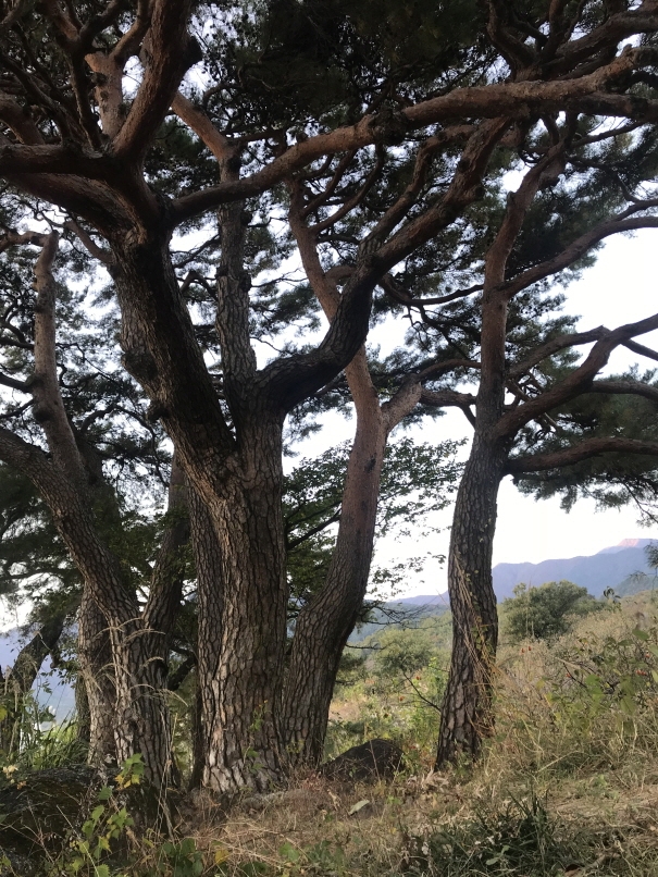 국가산림문화자산으로 지정된 십일천송