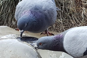 ‘공원 비둘기’ 먹으려던 아들, 말리던 아버지 폭행