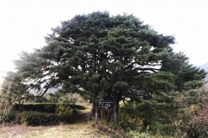 1그루 같은 11그루 ‘십일천송’ 국가산림문화자산 지정