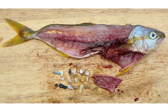 바다로 흘러들어간 플라스틱조각이나 미세플라스틱은 먹이사슬을 따라 최종적으로 사람의 몸 속에 축적될 가능성이 크다. 사이언티픽 아메리칸 제공