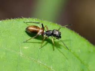 사진은 개미거미. 개미거미중에는 새끼에개 ‘액체’를 먹이는 종류도 있다고 한다 [위키피디아 제공] 연합뉴스