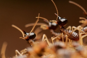 사람이 만든 기후변화 막아주는 동물 알고보니...