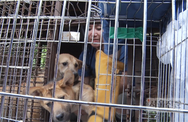 지난해 7월 6일 경기도 남양주시의 한 개농장에서 케어 박소연 대표가 뜬장 안에 들어가 개를 꺼내 케이지로 옮기고 있다.