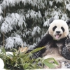 국내 유일 판다 커플 임신?