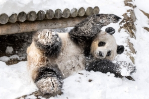 하얀 겨울 선물받은 판다
