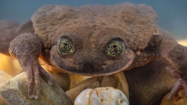 10년을 홀로 지낸 외로운 개구리 로미오. 글로벌 와일드라이프 컨저베이션 제공