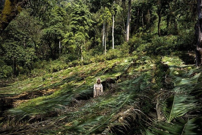 커피종 보존을 위해 마련된 에티오피아의 ‘커피 나무 보육원’의 모습 네이처 제공