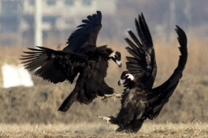 “발톱맛을 보여주마”