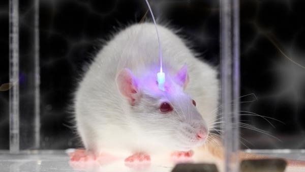 사진은 광유전학 실험을 위해 머리에 LED칩이 십어진 생쥐의 모습. 기존 광유전학 기술은 수술을 통해 LED칩을 뇌에 심어야 했지만 국내연구진은 유전자 재조합 효소를 통해 LED를 머리에 쬐어주는 것만으로도 실험이 가능한 기술을 개발했다. CELL 제공