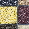 경남도 ‘쥐눈이콩’ 등 토종종자 32종 농가 무상 보급