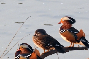 개체수 늘어난 안양천 화창교 일대 겨울철새 장관 연출
