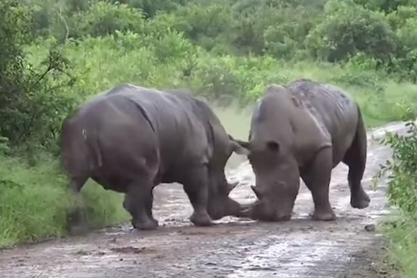 코뿔소들의 사나운 힘겨루기 