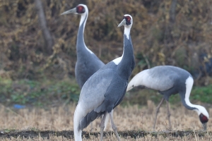 윤순영 야생조류보호협 이사장, “국내 최대 월동지 한강하구서 재두루미 사라져간다”