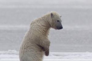 ‘곰’ 국내 최초 HDR 자연 다큐멘터리X정해인의 목소리 “눈과 귀 만족”