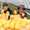 달성군, 금빛 옥포참외 첫 출하