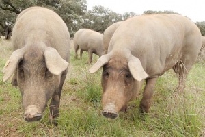 서민 명절 밥상의 친구 ‘돼지’… 인간의 욕망 ‘곰·곰’ 떠올리지