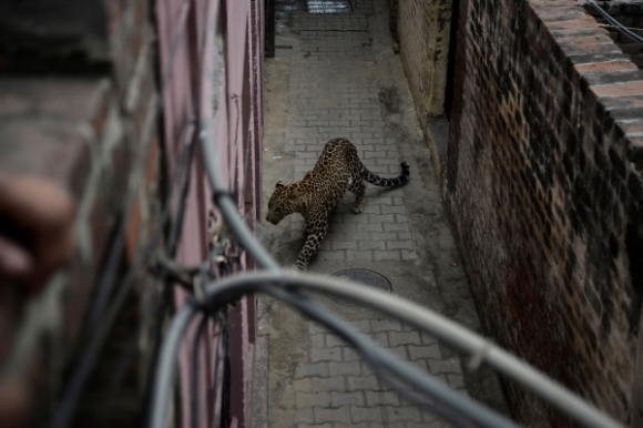 인도 주택가에 나타난 야생 표범…주민들 ‘혼비백산’