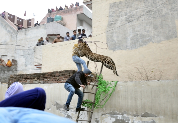 인도 주택가에 나타난 야생 표범…주민들 ‘혼비백산’