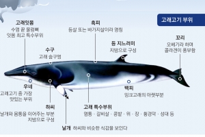 부위별로 12가지 맛, 내맘대로 오만 가지 조리법, 그 신비한 것이 있다는데…‘고래?’