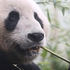 육식동물이었던 판다 스스로 충치 치료 가능