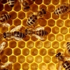 [달콤한 사이언스] 인공지능(AI)으로 ‘꿀벌’ 일병 구하기