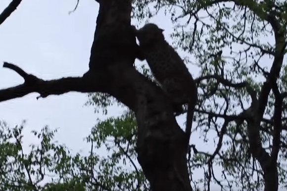 사자에 겁먹고 나무 위로 도망간 새끼 표범