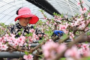 어느새 복사꽃 피는 계절