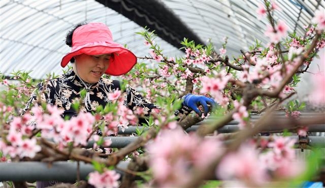 어느새 복사꽃 피는 계절