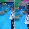멸종위기 거북이 놀이감으로…중국 해양공원 체험놀이 논란