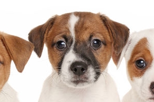 강아지 78마리 학대해 죽인 20대, 항소심서도 집행유예