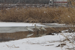 김포서 멸종위기 노랑부리저어새 첫 확인