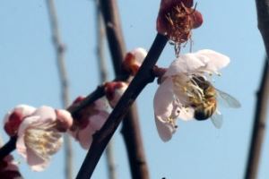봄, 봄, 봄, 봄이 왔어요…매캐한 미세먼지와 함께