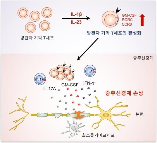 방관자 T 세포의 다발성경화증 유병상황에서 역할