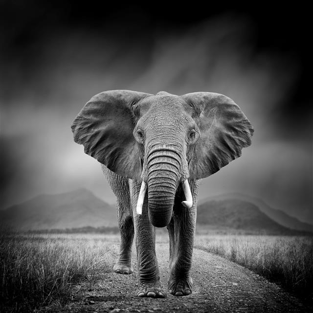 아프리카 보츠와나가 코끼리 사냥을 허용하는 방안을 검토 중이라고 밝혀 논란이 일고 있다. 출처123rf