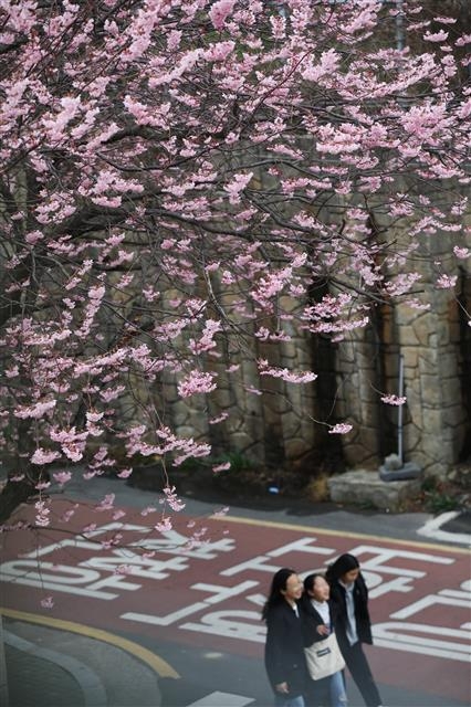 여심 흔드는 벚꽃 교정 여심 흔드는 벚꽃 교정