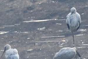 “운양동 유수지에 황새·노랑부리저어새·대형 흰기러기까지” 김포시는 멸종위기 야생조류의 보고