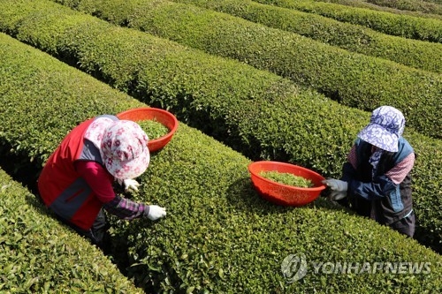 보성 녹차 햇차 수확  연합뉴스