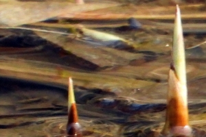 호루라기 울음소리 내는 북방산개구리가 “부천 무릉도원수목원에”