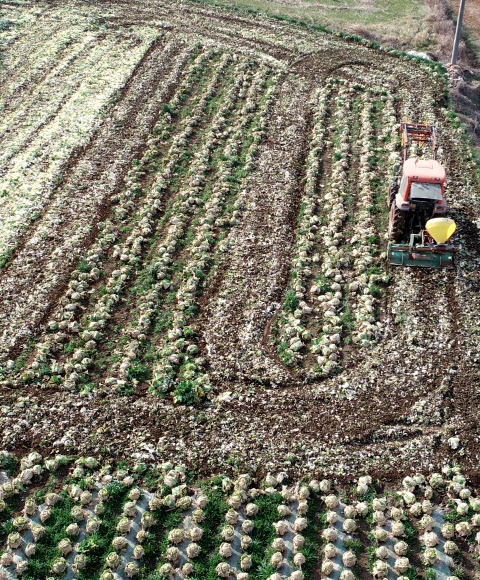 배추값 지키려고… 갈아엎는 농심