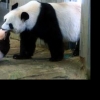 판다 한쌍 짝짓기 앞두고 일본 열도가 들썩