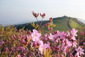 소백산·주왕산 상징물, 철쭉꽃은 피고 수달래꽃은 지고