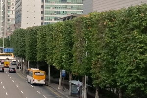 안양시, 대로변에 테마숲 조성 미세먼지 낮춘다.