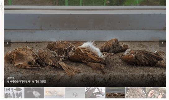 유리창에 충돌해 폐사한 참새들. 국립생태원 제공