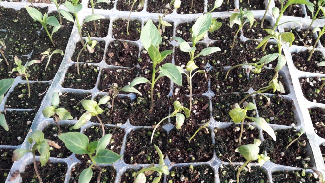 고추 ‘칼라병’에 감염된 모종. 안동시 제공 고추 ‘칼라병’에 감염된 모종. 안동시 제공